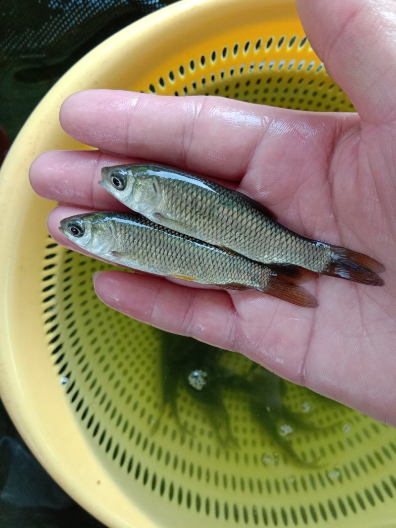 草鱼苗各种规格抗病毒全国包活发货皖鱼苗
