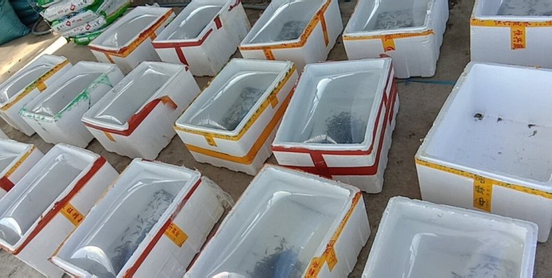 草鱼苗各种规格抗病毒全国包活发货皖鱼苗