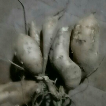白红薯