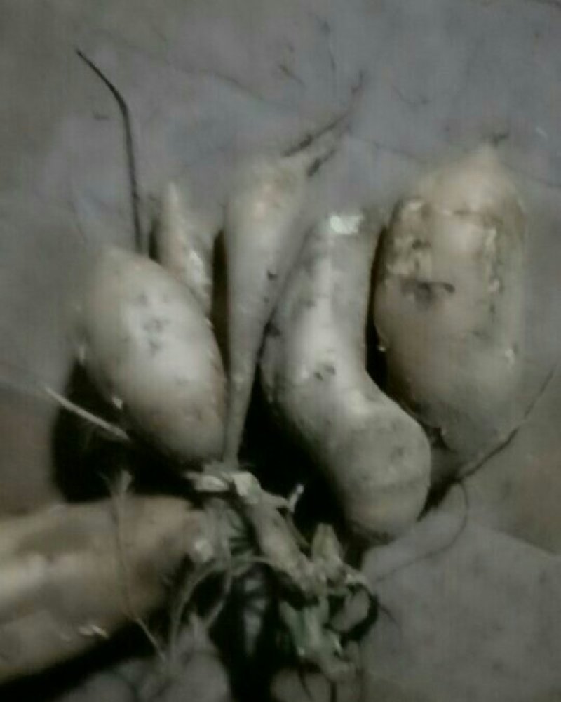 白红薯