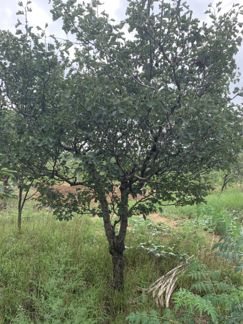 山楂树