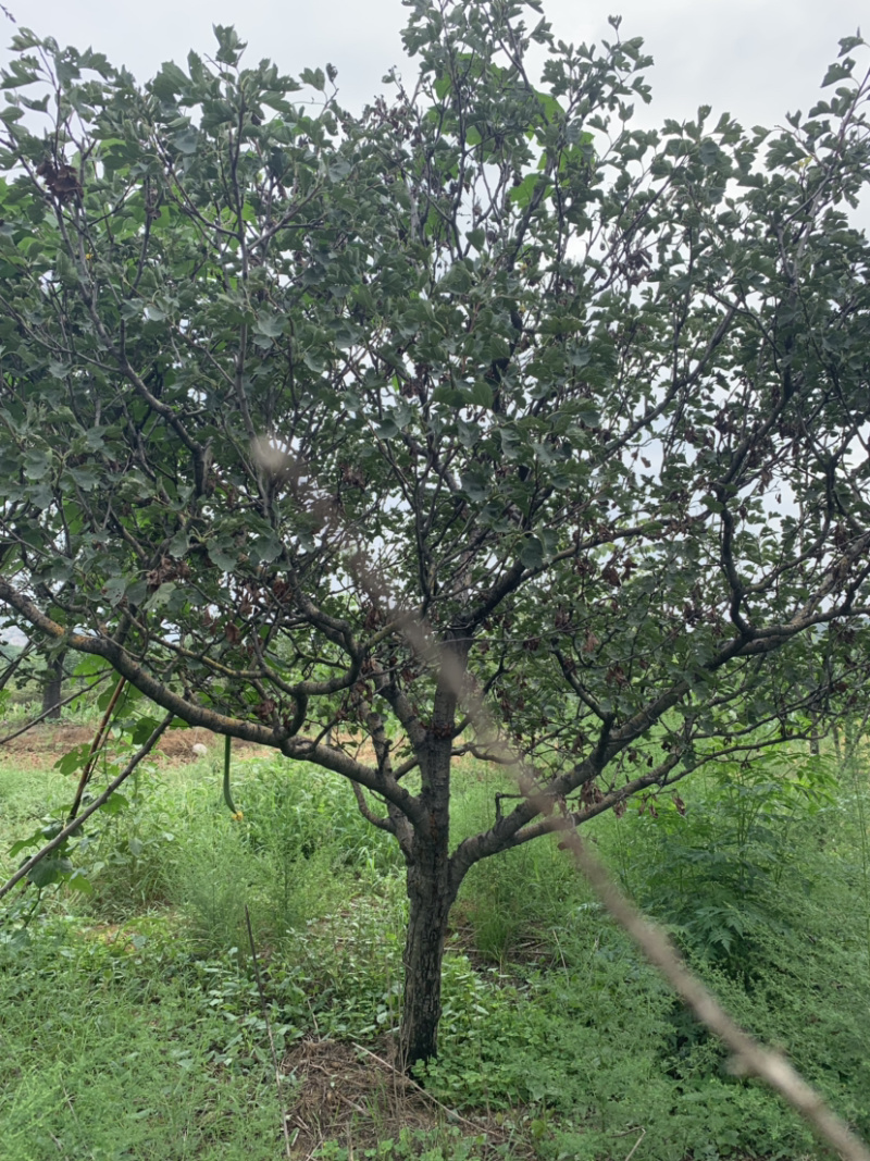 山楂树