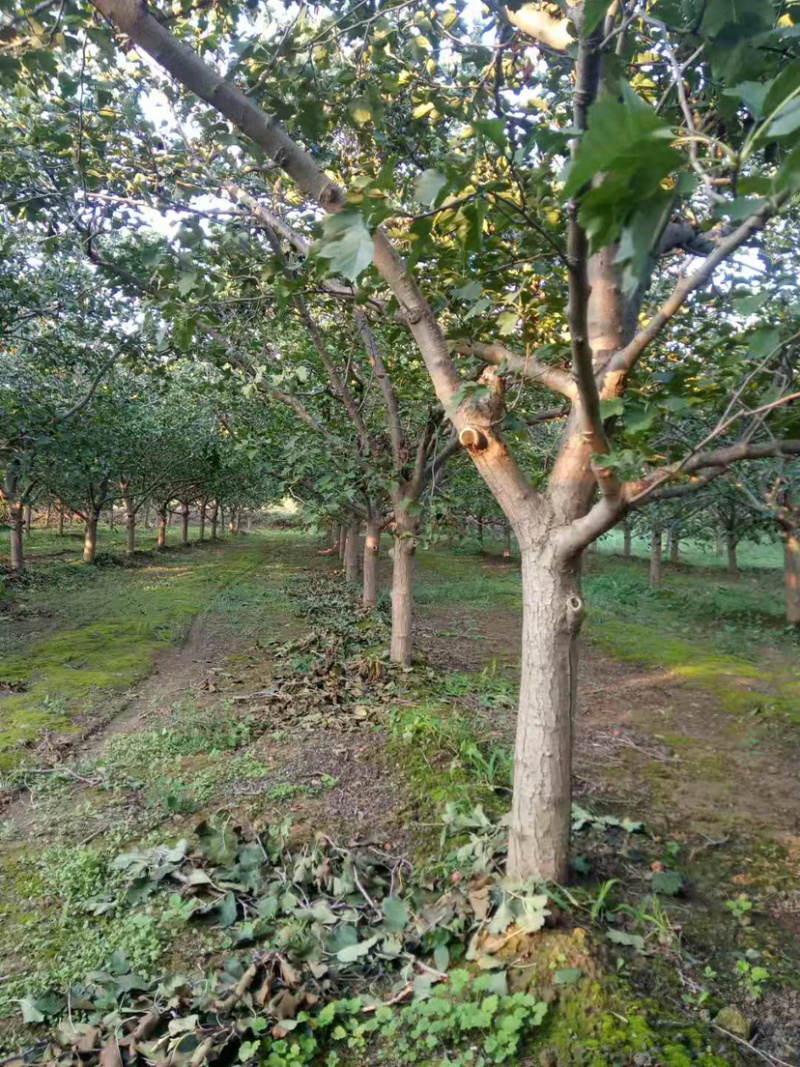 山楂树