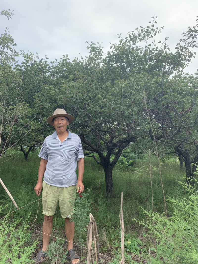 山楂树