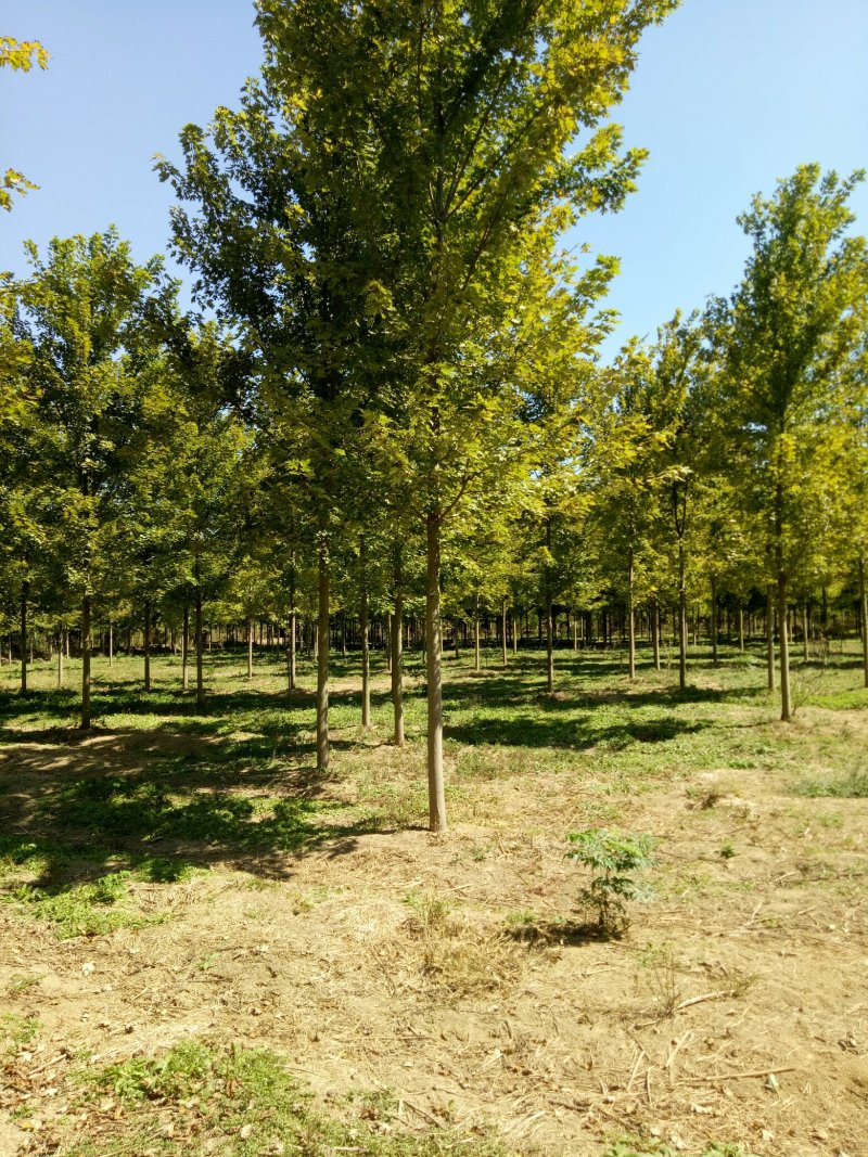 美国红枫航道树苗圃直销秋季红