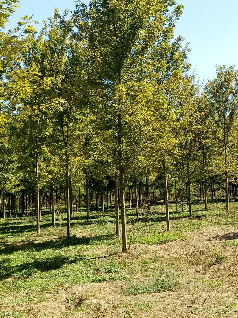 美国红枫航道树苗圃直销秋季红