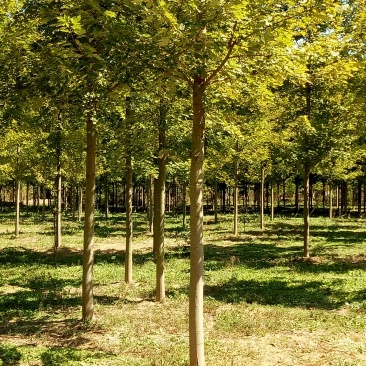 美国红枫航道树苗圃直销秋季红