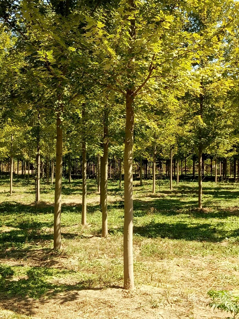 美国红枫航道树苗圃直销秋季红
