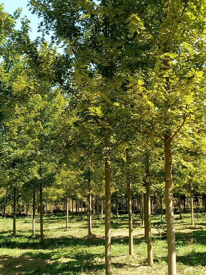 美国红枫航道树苗圃直销秋季红