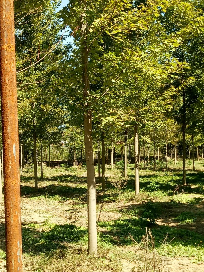 美国红枫航道树苗圃直销秋季红
