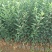 苹果苗嘎啦苹果苗龙威苹果苹果苗红富士苹果苗，基地直供