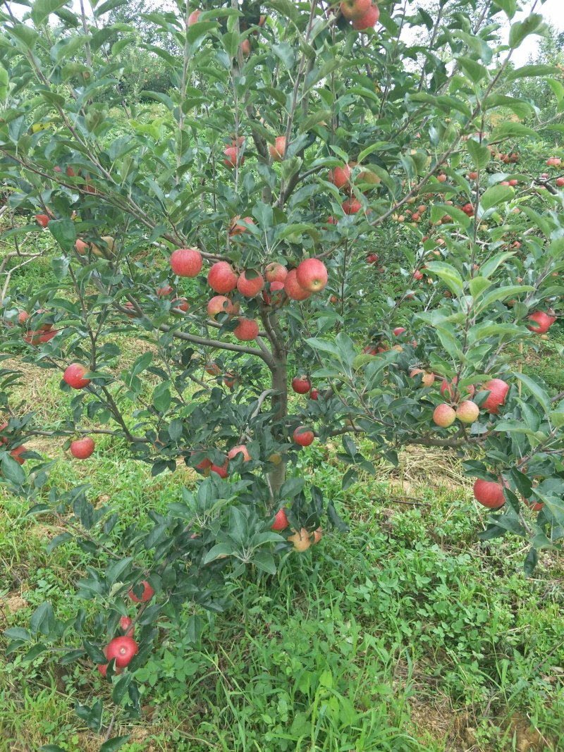 苹果苗嘎啦苹果苗龙威苹果苹果苗红富士苹果苗，基地直供