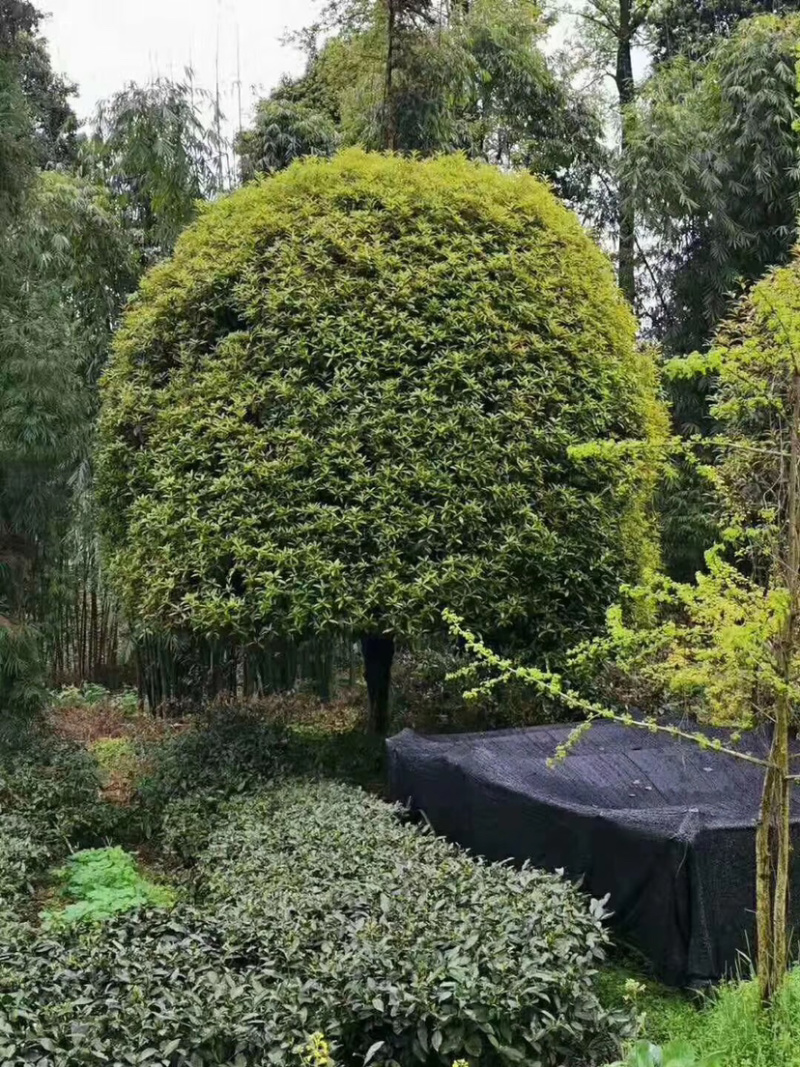 15公分精品桂花，修剪冠，自然冠都有
