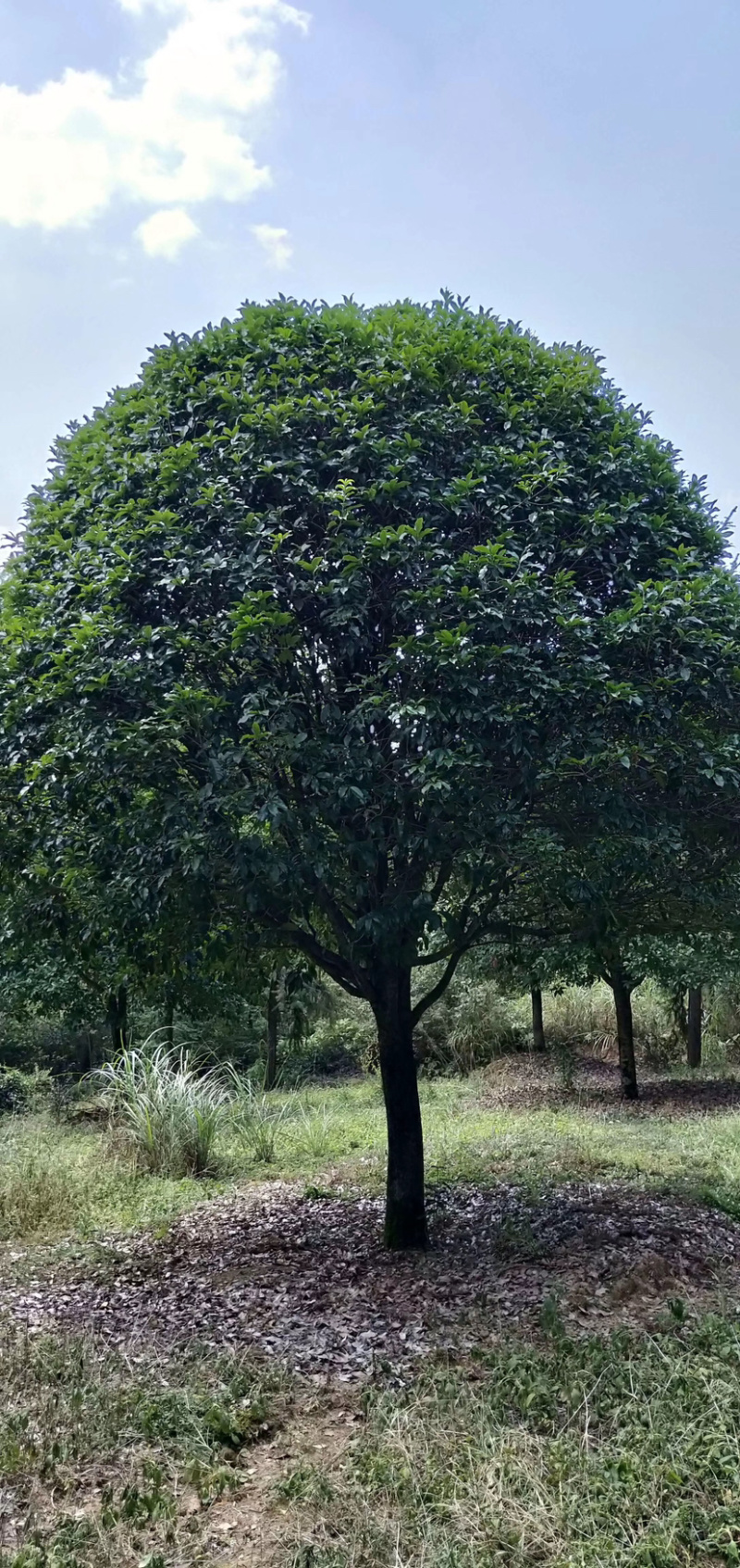 15公分精品桂花，修剪冠，自然冠都有