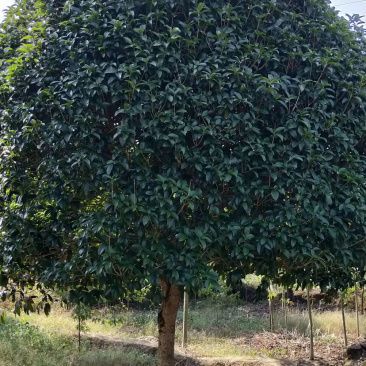 15公分精品桂花，修剪冠，自然冠都有