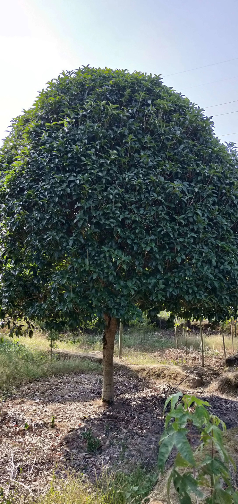 15公分精品桂花，修剪冠，自然冠都有