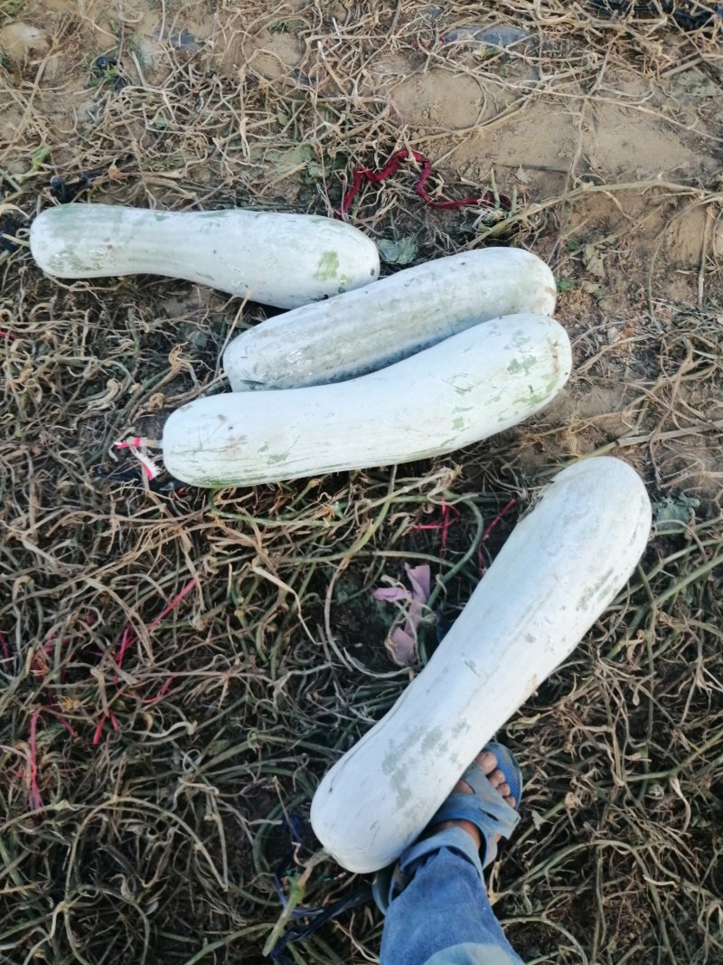 白皮长条冬瓜大量有货了，产地直供可视频看货，有需要的老板