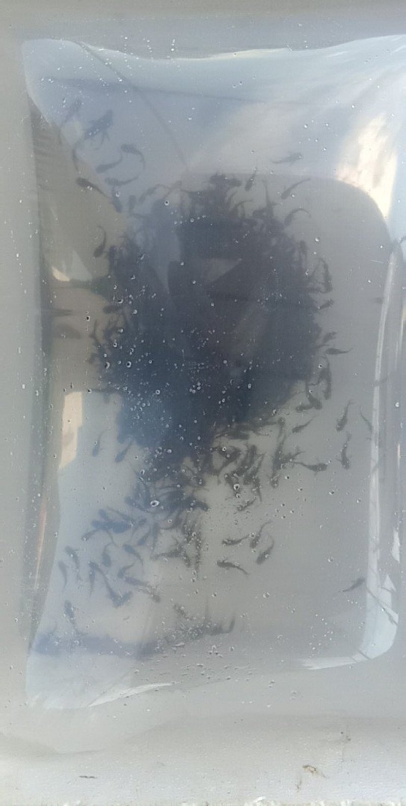花鲢鱼苗鳙鱼大头鱼雄鱼