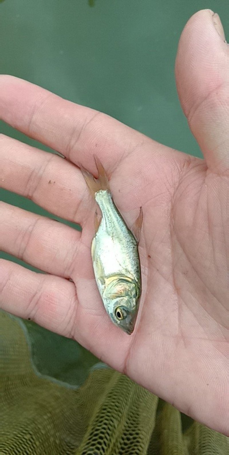 花鲢鱼苗鳙鱼大头鱼雄鱼