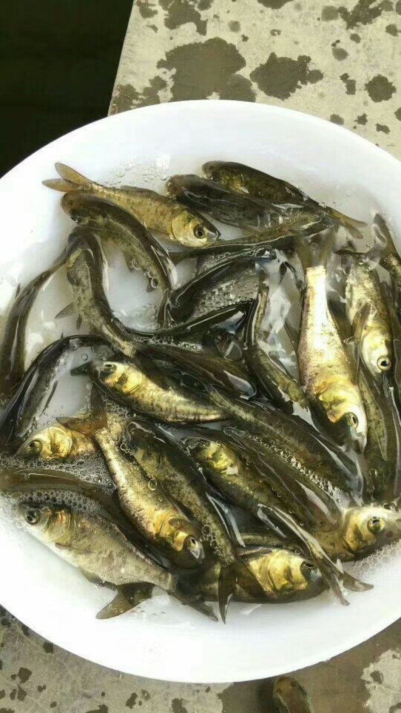 花鲢鱼苗鳙鱼大头鱼雄鱼