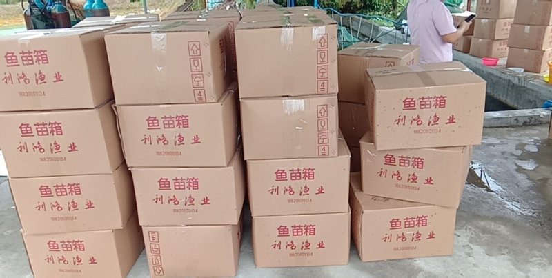 花鲢鱼苗鳙鱼大头鱼雄鱼