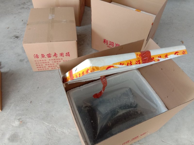 花鲢鱼苗鳙鱼大头鱼雄鱼