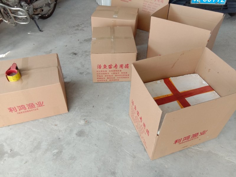 花鲢鱼苗鳙鱼大头鱼雄鱼