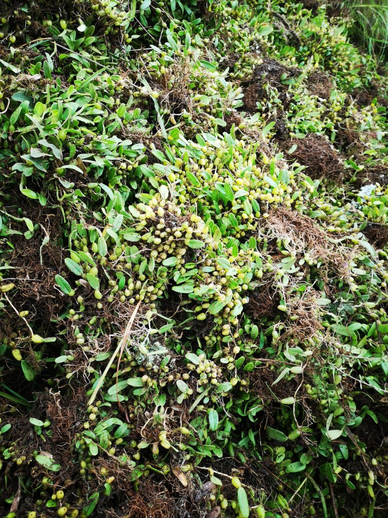 石橄榄正宗四川石橄榄单叶小果大果都有需要的联系