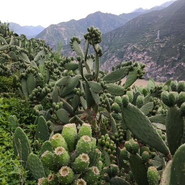 仙人掌果