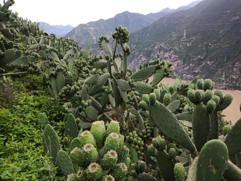 仙人掌果