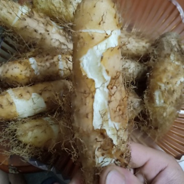 红沙泥毛薯