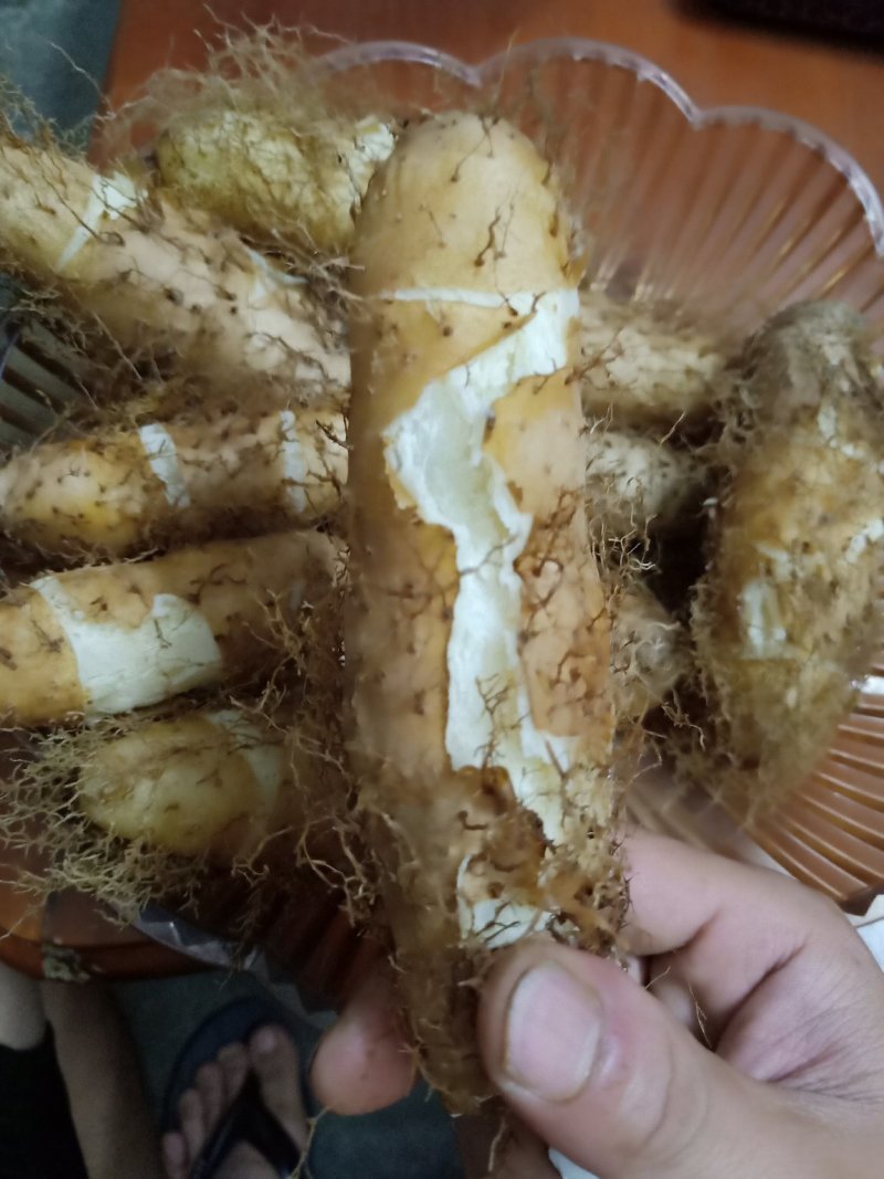 红沙泥毛薯