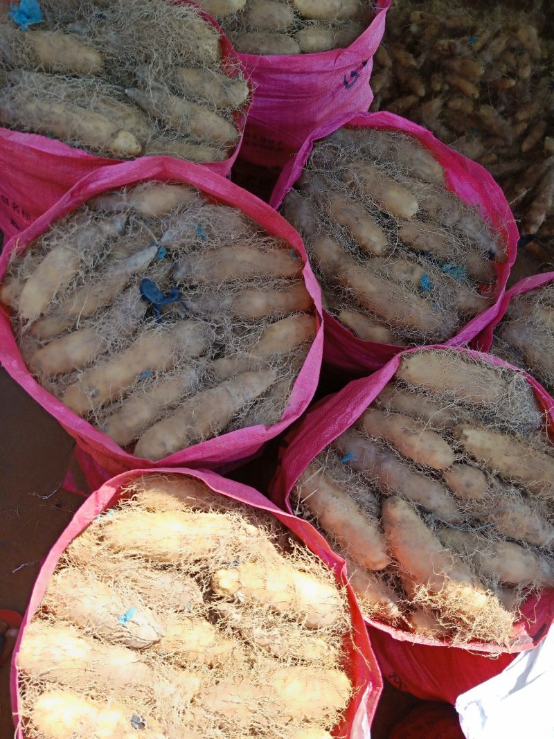 红沙泥毛薯