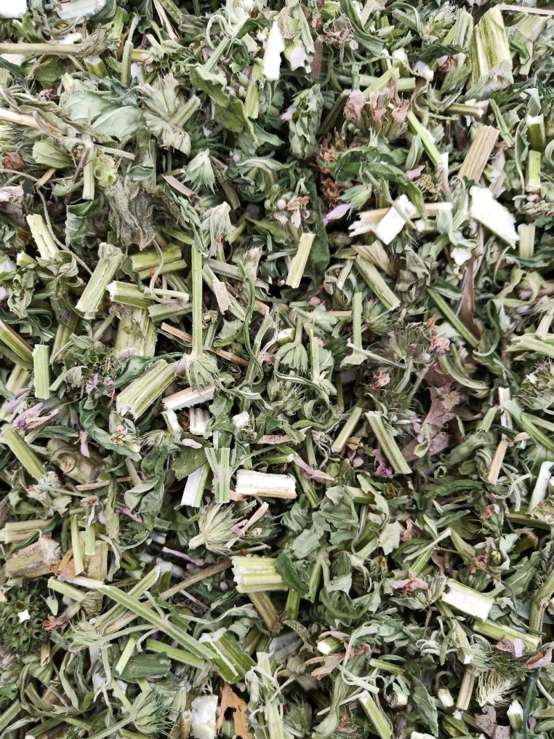 益母草