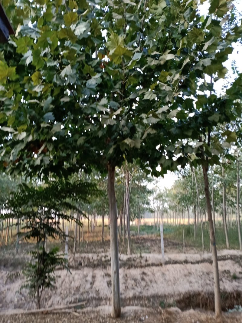 十到十五公分原地二年冒法桐