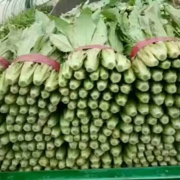 油麦菜高度30里米颜色油绿