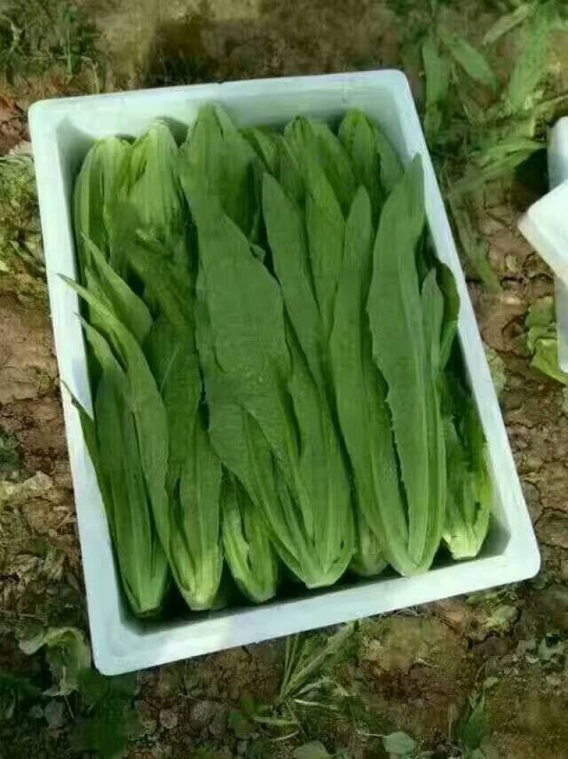 油麦菜高度30里米颜色油绿