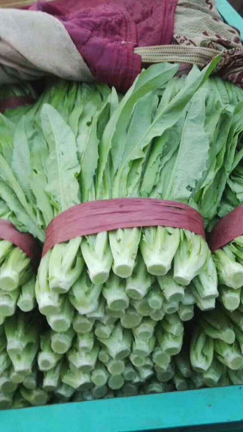 油麦菜高度30里米颜色油绿