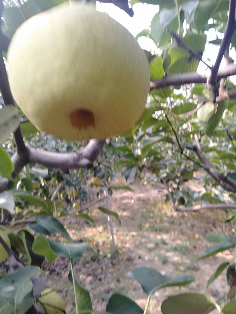 砀山梨
