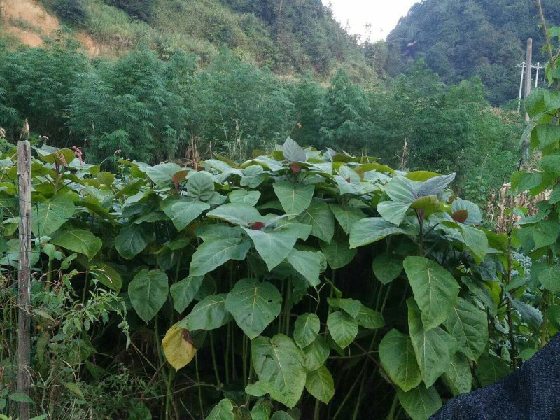 树番茄苗要的可以预定了，数量少，只供给周边的，先定先得