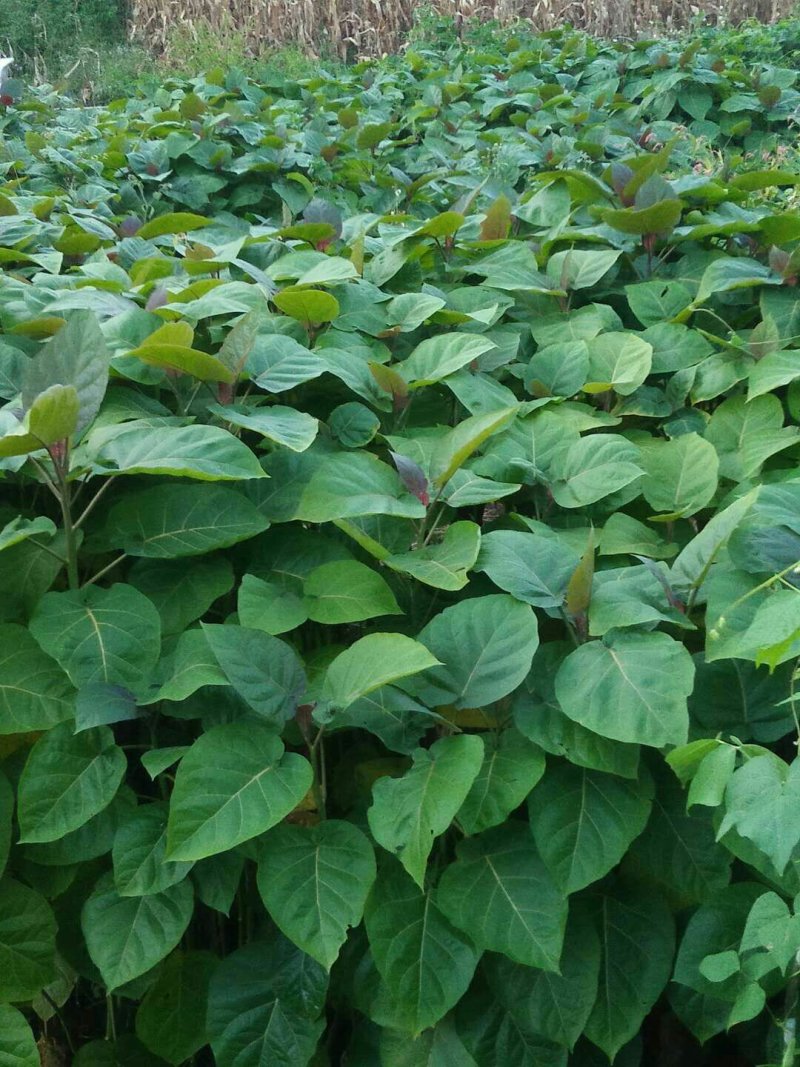 树番茄苗要的可以预定了，数量少，只供给周边的，先定先得