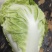 【热卖】白菜江苏夏阳白菜万亩基地持续供应全国发货