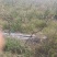 四川眉山巨峰葡萄树，可视频看货，支持线上交易！
