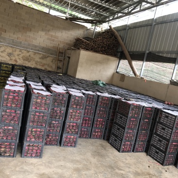 云南红心火龙果，诚信专业代发，大量有货价钱便宜。