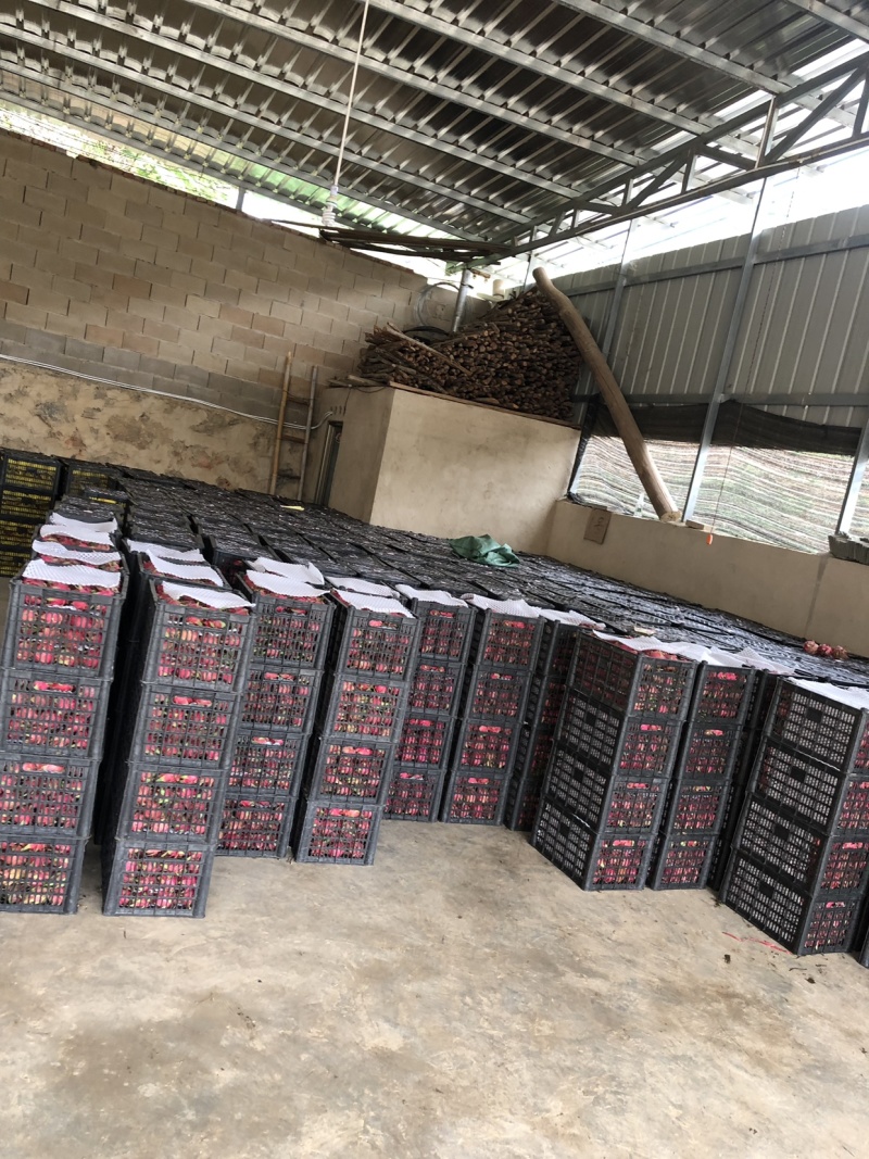 云南红心火龙果，诚信专业代发，大量有货价钱便宜。