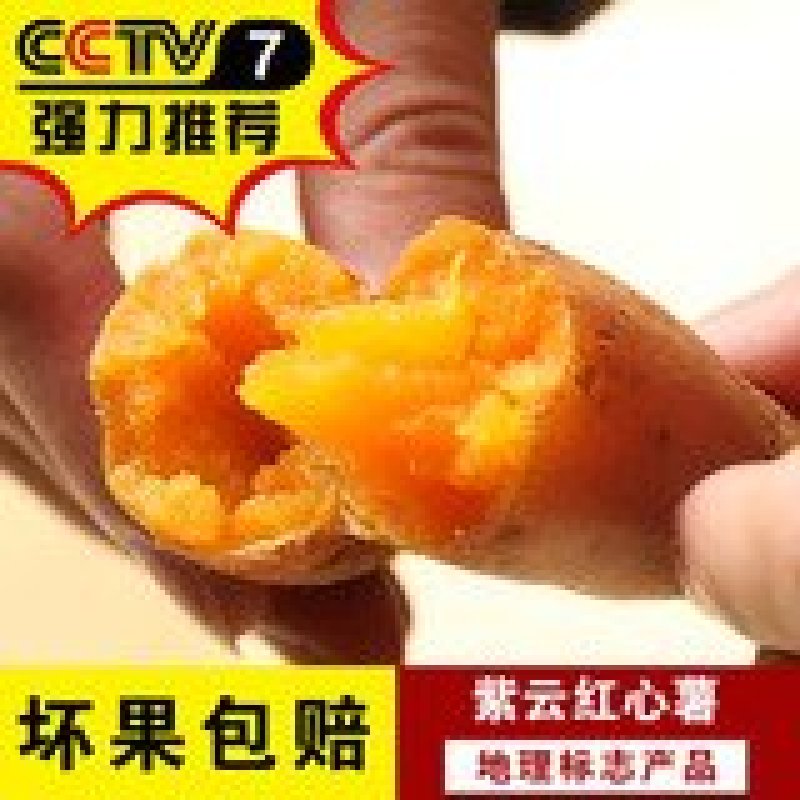 贵州紫云红薯原产地供货