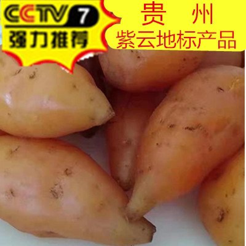 贵州紫云红薯原产地供货