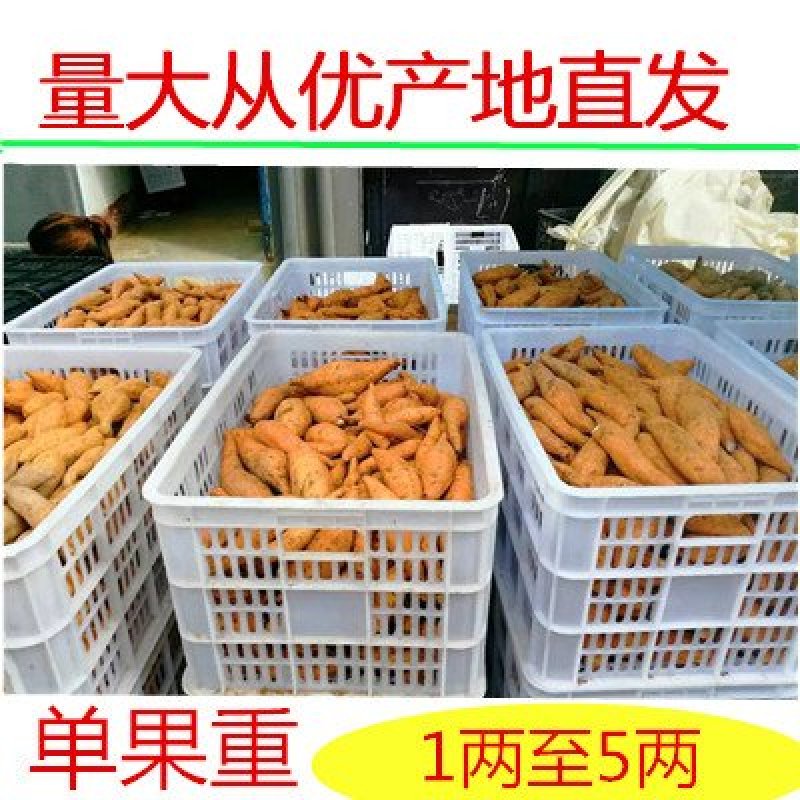 贵州紫云红薯原产地供货