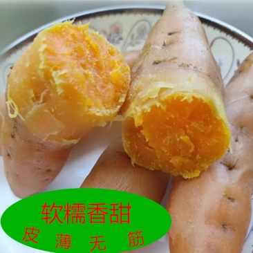 贵州紫云红薯原产地供货