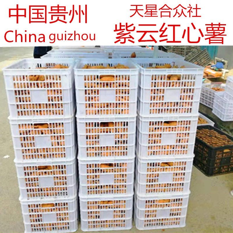 贵州紫云红薯原产地供货